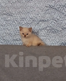 Кошки в Москве: Котенок с короткими лапками Разнополые, 29 900 руб. - фото 7