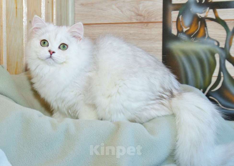 Кошки в Рыбинске: Британская длинношерстная серебристая шиншилла девочка Девочка, 25 000 руб. - фото 5