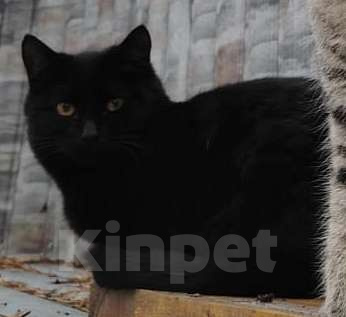 Кошки в других городах Башкортостана: Маленькое чудо ищет добрых хозяев Мальчик, 500 руб. - фото 5