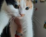 Кошки в Иваново: Отдам в добрые руки Девочка, Бесплатно - фото 2