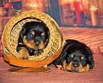 Собаки в Тюмени: Щенки ротвейлера, 25 000 руб. - фото 2