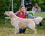 Собаки в Домодедово: Две девочки золотистого ретривера рыжего окраса.  Девочка, 100 руб. - фото 9
