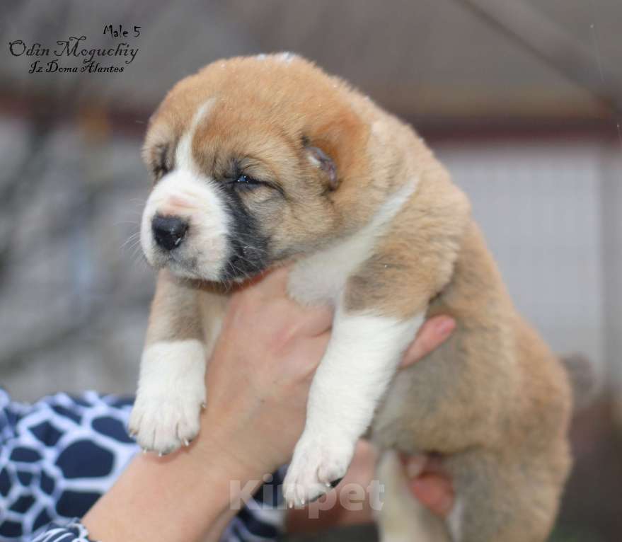 Собаки в Саратове: Щенок сао Мальчик, Бесплатно - фото 1