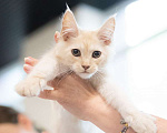 Кошки в Долгопрудном: Крем на серебре мейн-кун Мальчик, 65 руб. - фото 2