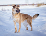 Собаки в Солнечногорске: Баффи - рыжее чудо в дар) Девочка, Бесплатно - фото 5