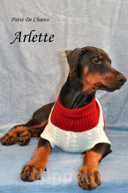 Собаки в Санкт-Петербурге: Щенок добермана Арлет Девочка, 60 000 руб. - фото 2