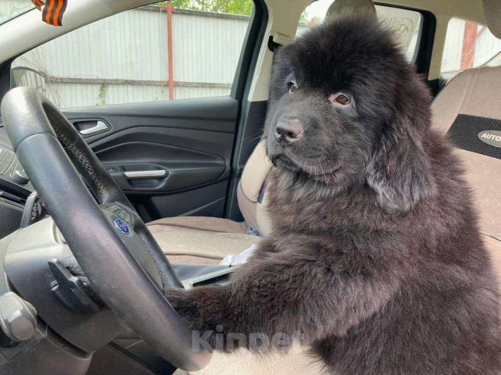 Собаки в Санкт-Петербурге: Щенки ньюфаундленда в СПб Девочка, 70 000 руб. - фото 4