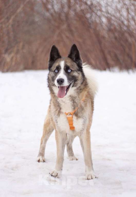 Собаки в Москве: Красавчик Руди! В поисках дома и любящей семьи Мальчик, Бесплатно - фото 3