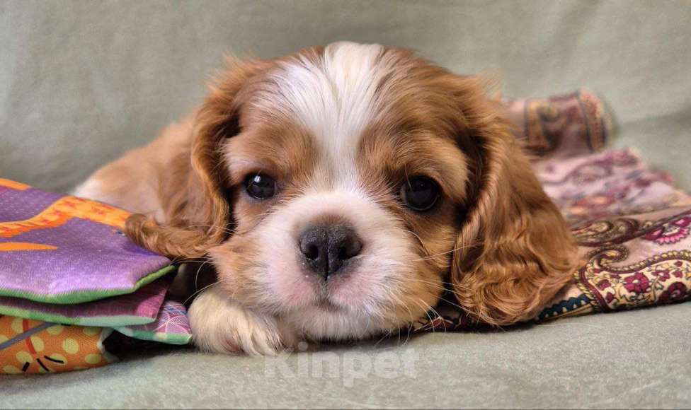 Собаки в Новосибирске: Ищем любящие семьи для щенят Мальчик, 50 000 руб. - фото 4