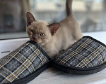 Кошки в Казани: Девчонки Бурмы Девочка, 50 000 руб. - фото 5
