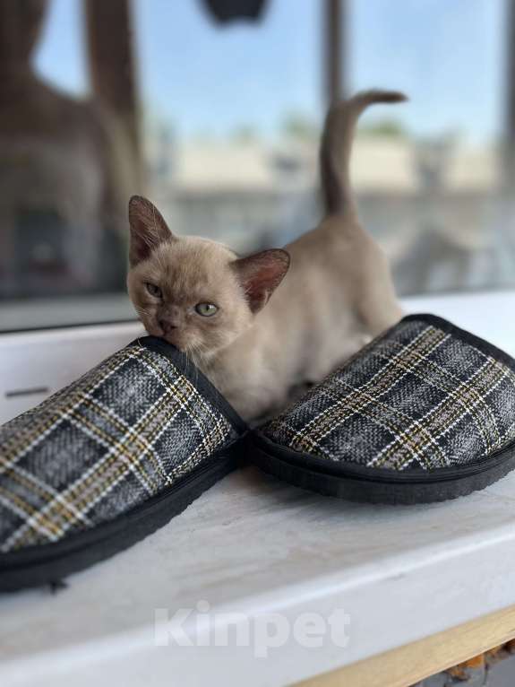 Кошки в Казани: Девчонки Бурмы Девочка, 50 000 руб. - фото 5