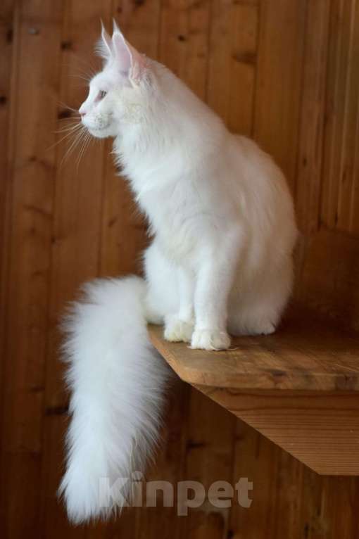 Кошки в Москве: Котенок 2 Мальчик, 1 руб. - фото 7