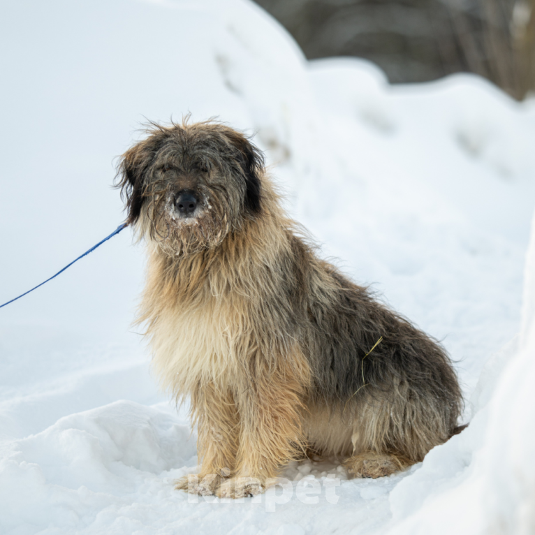 Собаки в Москве: Маргарита Девочка, Бесплатно - фото 5
