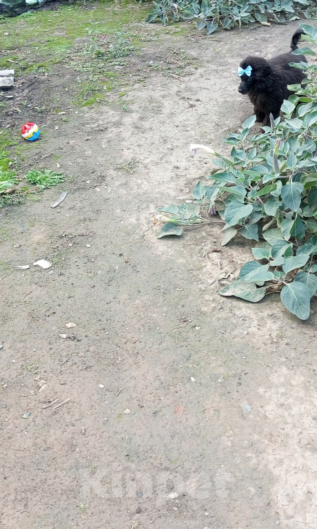 Собаки в других городах Ростовской области: Пудель миниатюра РКФ, клеймо. Мальчик, 60 000 руб. - фото 7