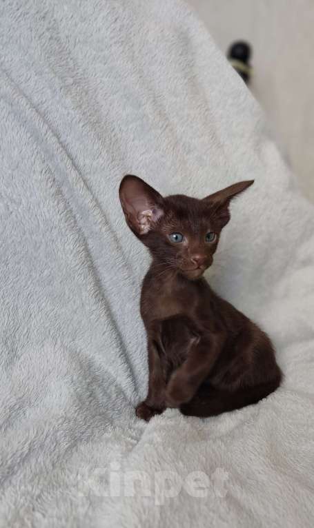Кошки в Москве: Шоколадные ориентальные мальчики к бронированию Мальчик, 50 000 руб. - фото 5