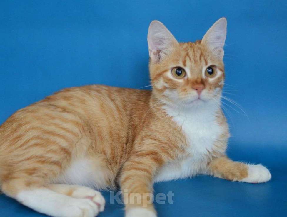 Кошки в Москве: Оранжевое солнышко Марсик в дар Мальчик, Бесплатно - фото 2