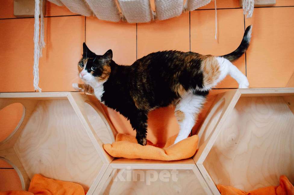 Кошки в других городах Московской области: Подарите Джули счастье Девочка, Бесплатно - фото 4