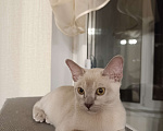 Кошки в Санкт-Петербурге: Бурманский котёнок Мальчик, 55 000 руб. - фото 2