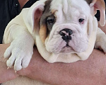 Собаки в Москве: Английский бульдог Девочка, Бесплатно - фото 2