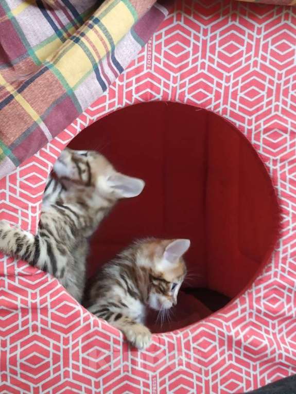 Кошки в Санкт-Петербурге: Красавцы бенгалы Девочка, 45 000 руб. - фото 5