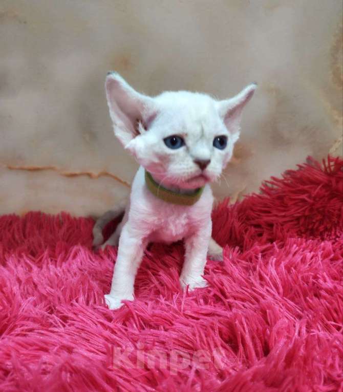 Кошки в Горячем Ключе: Котенок Девон Рекс мальчик с голубыми глазами Мальчик, 60 000 руб. - фото 1