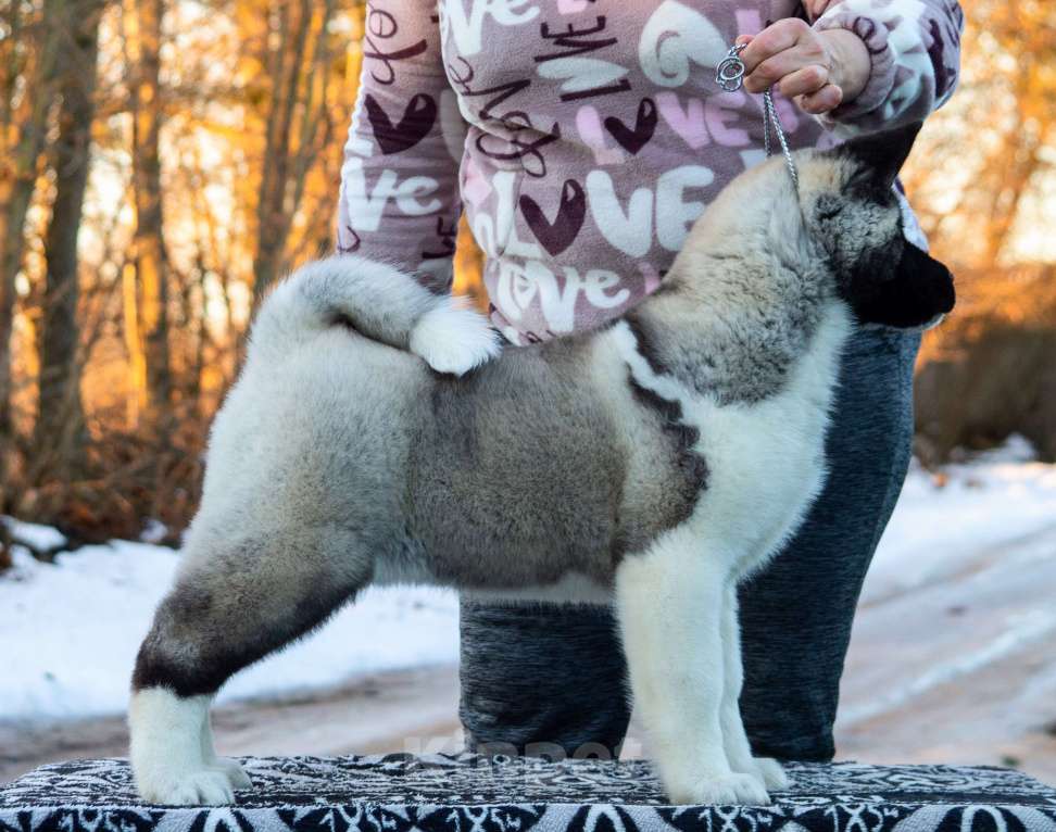 Собаки в других городах Ленинградской области: Американская акита, для семьи и выставок Девочка, 80 000 руб. - фото 2