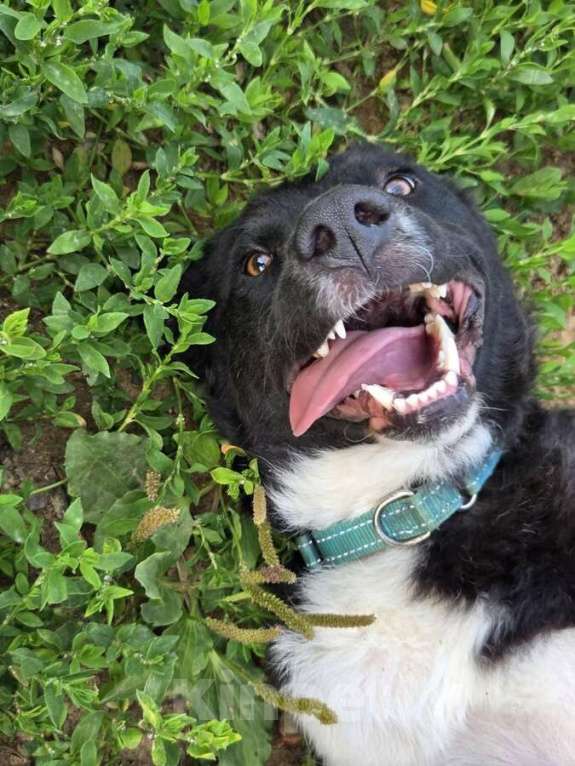 Собаки в Москве: Ночка — собака, которая всегда рядом Девочка, Бесплатно - фото 6