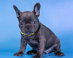Собаки в Москве: Французкий бульдог Девочка, 70 000 руб. - фото 3