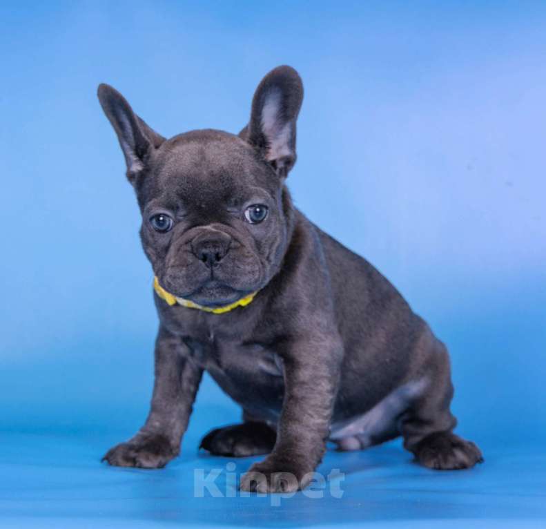 Собаки в Москве: Французкий бульдог Девочка, 70 000 руб. - фото 3
