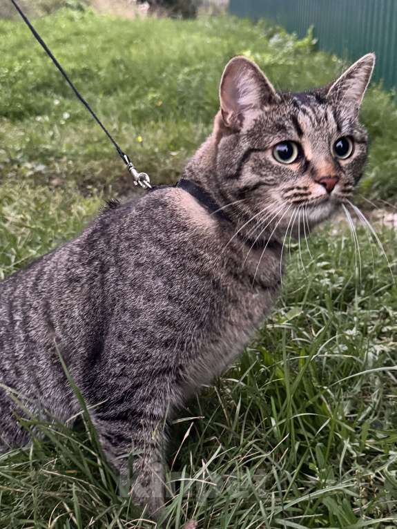 Кошки в Екатеринбурге: Потерялась кошечка ХВОСТИК  Девочка, 10 000 руб. - фото 5