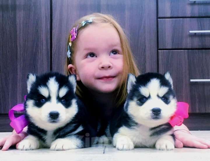 Собаки в Нефтекамске: Хаски Щенки Разных окрасов Разнополые, Бесплатно - фото 1