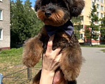 Собаки в Санкт-Петербурге: Йоркипу мальчик  Мальчик, 35 000 руб. - фото 3