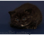Кошки в Сургуте: Британские короткошерстные котята классических окрасов Девочка, Бесплатно - фото 1
