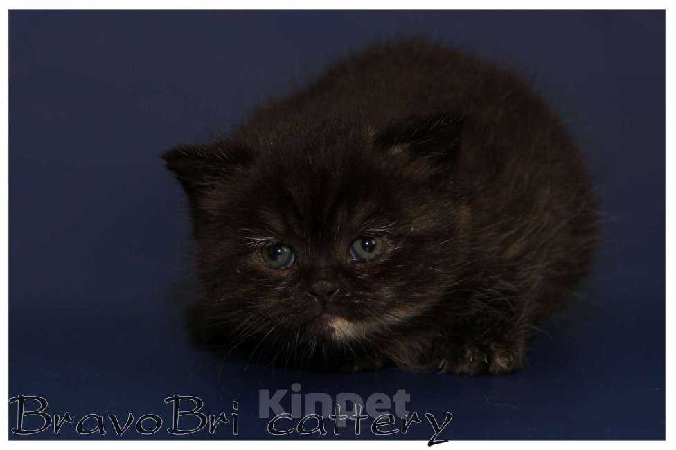 Кошки в Сургуте: Британские короткошерстные котята классических окрасов Девочка, Бесплатно - фото 1
