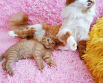 Кошки в Санкт-Петербурге: Рыжее солнышко котенок 1,5 мес.,девочка Девочка, 200 руб. - фото 4