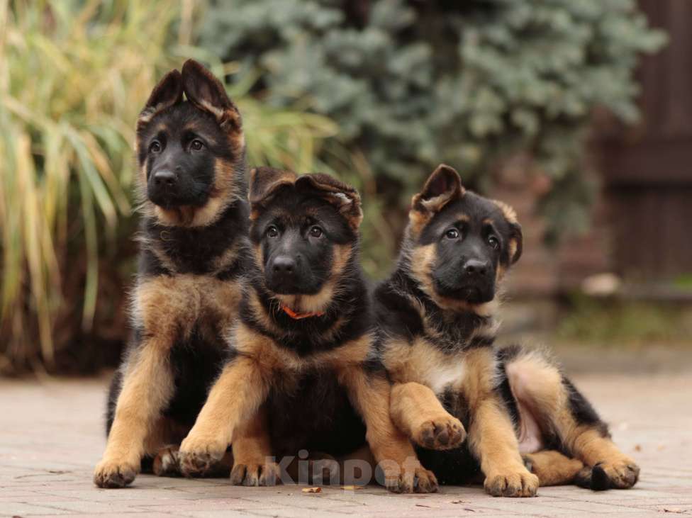 Собаки в Раменском: Великолепная принцеса  Девочка, 55 000 руб. - фото 8