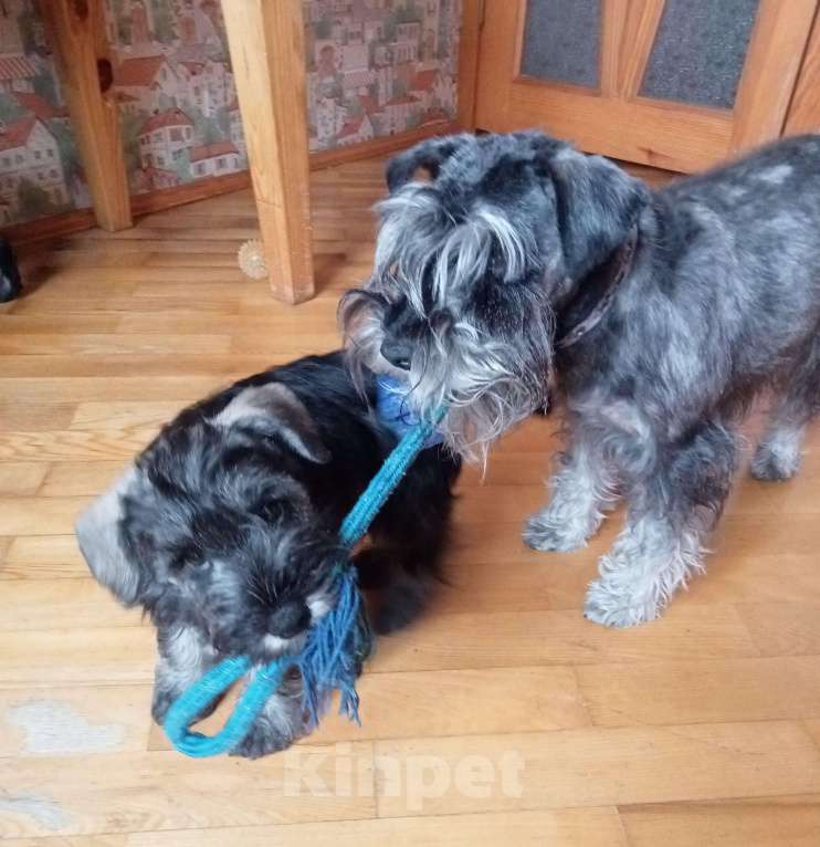 Собаки в Москве: Щенок цвергшнауцера Девочка, Бесплатно - фото 4