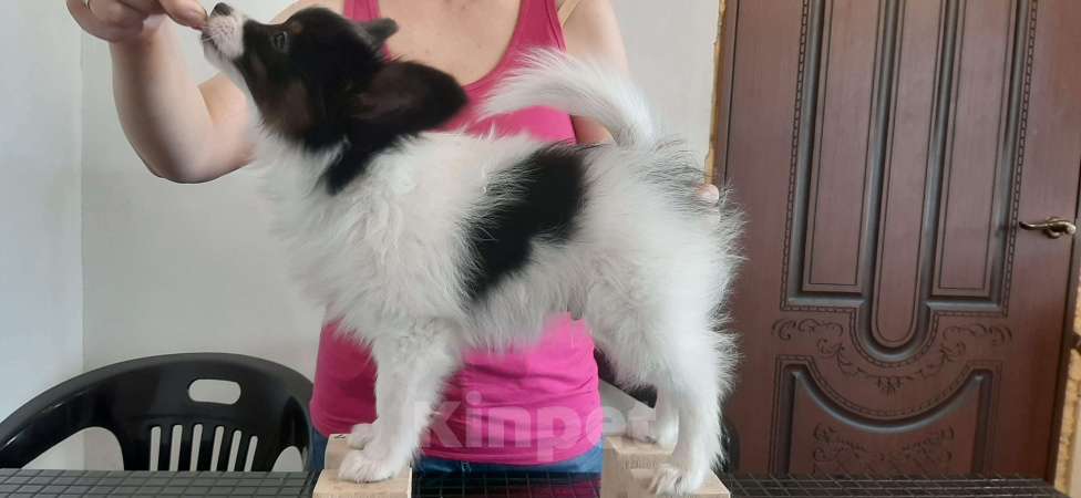 Собаки в Ярославле: Элитные щенки папийона Мальчик, 50 руб. - фото 4