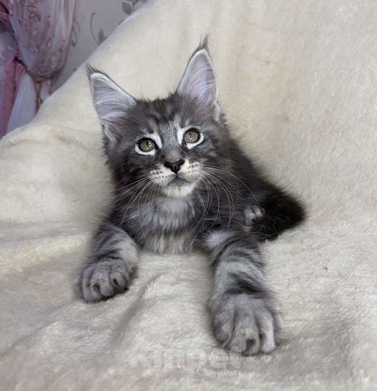 Кошки в Дмитрове: Черный серебристый мраморный мальчик мейн кун Xandu Мальчик, 30 000 руб. - фото 2