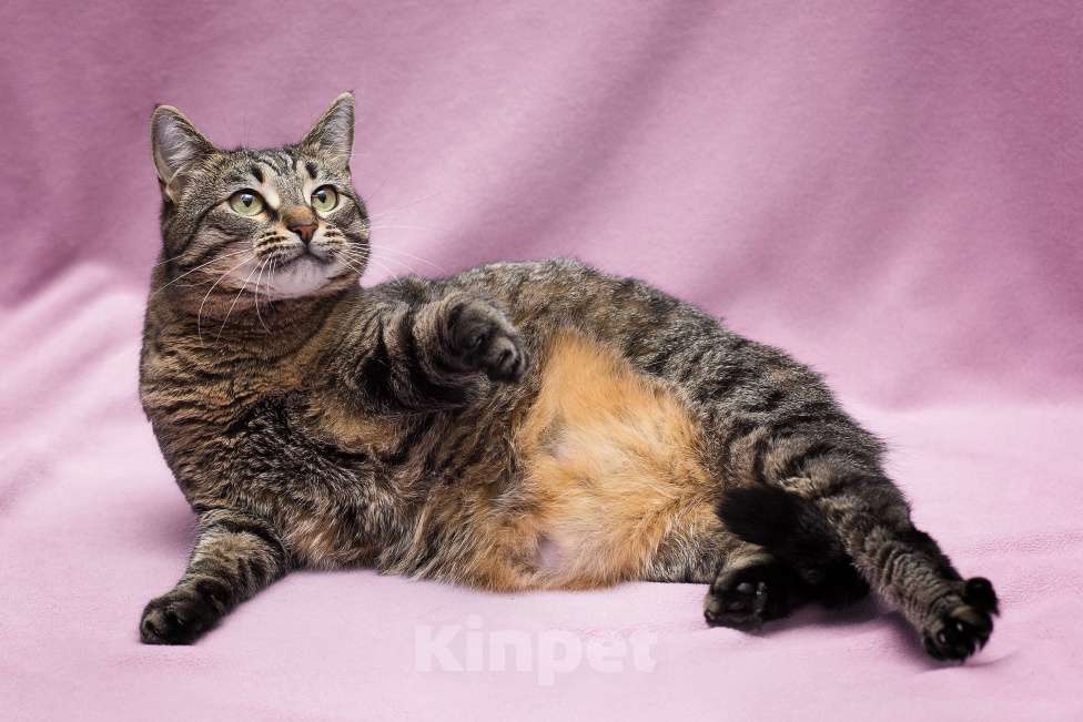 Кошки в Москве: Идеальных форм кошка Девочка, Бесплатно - фото 2