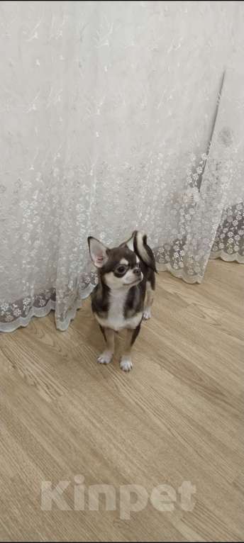 Собаки в Подольске: Щенок чихухуа (девочка) Девочка, 65 000 руб. - фото 2