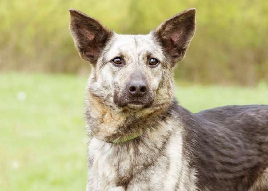 Собаки в Москве: Собака из приюта в добрые руки Мальчик, Бесплатно - фото 9
