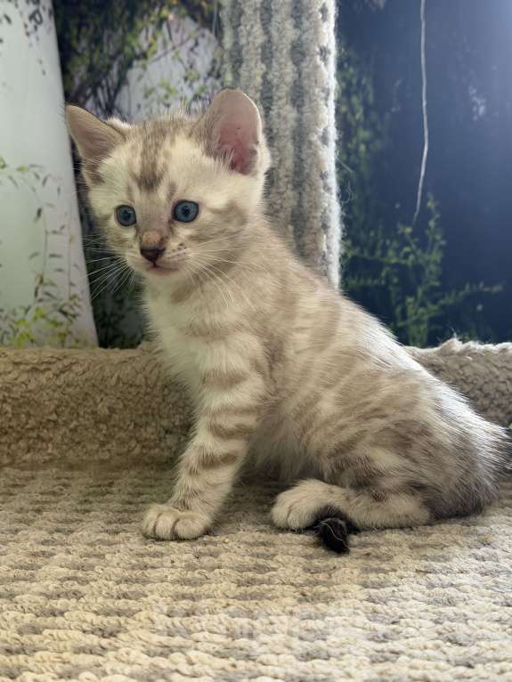 Кошки в Москве: Бенгальские котята Мальчик, 45 000 руб. - фото 1