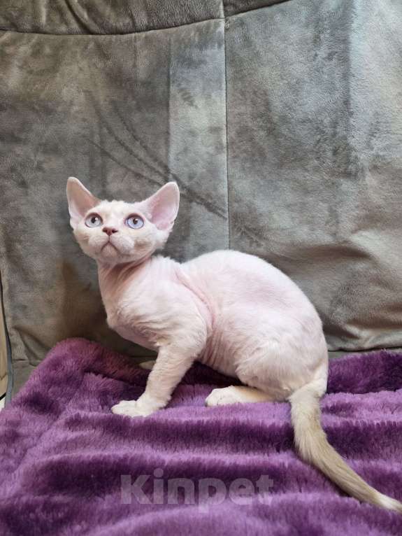 Кошки в Москве: Девон рекс Мальчик, Бесплатно - фото 2