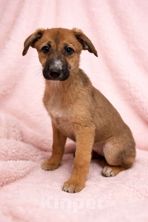 Собаки в Москве: Минди щенок девочка ищет дом Девочка, Бесплатно - фото 2