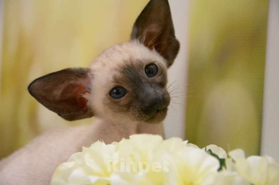 Кошки в Санкт-Петербурге: Ориентальная кошка 2.5 мес  Девочка, 70 000 руб. - фото 3