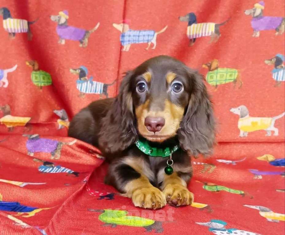 Собаки в Санкт-Петербурге: шоколадный длш малыш мини таксы Мальчик, Бесплатно - фото 2