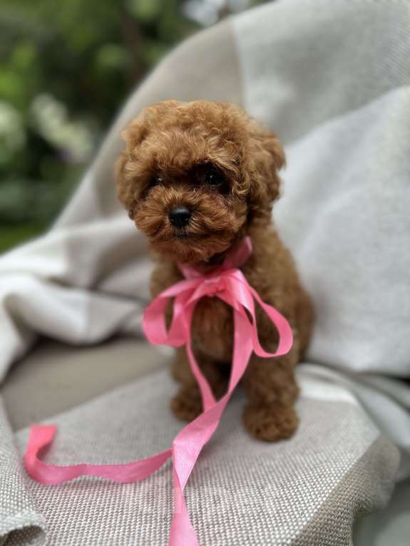 Собаки в Москве: Щенки мальтипу Девочка, 240 000 руб. - фото 9