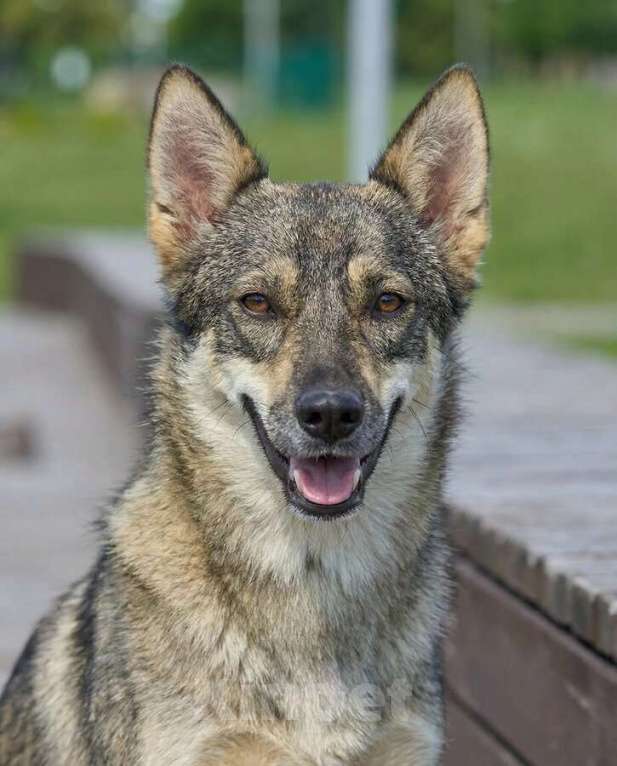 Собаки в Москве: Леди - миниатюрная волчица, с очень добрым сердцем Девочка, Бесплатно - фото 1