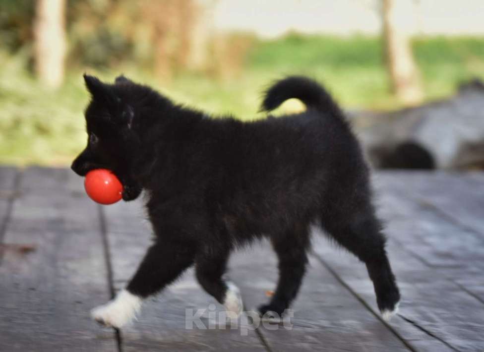 Собаки в Москве: Ненецкая оленегонная лайка, сука Ени-Кижи. Девочка, 60 000 руб. - фото 3